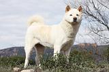 AKITA AMERICAIN 416